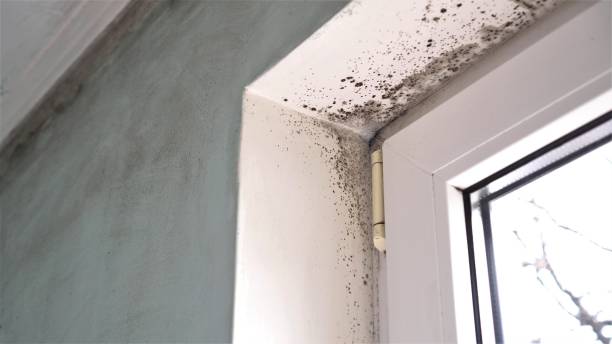 Best Black Mold Removal  in Manly, IA