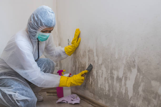Best Attic Mold Removal  in Manly, IA
