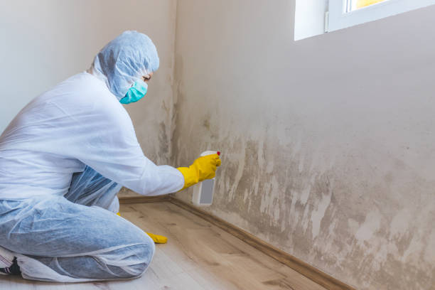 Best Mold Removal Process  in Manly, IA