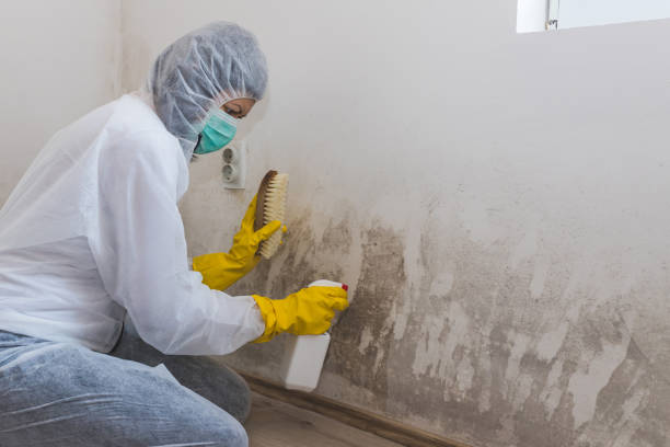Mold Testing and Removal in Manly, IA