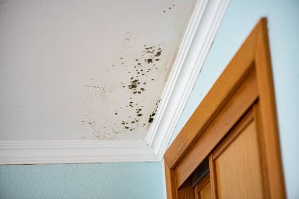 Best Best Mold Removal Companies  in Manly, IA