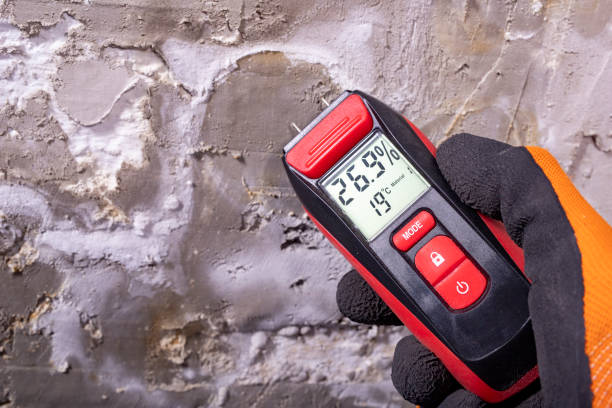 Best Mold Damage Repair  in Manly, IA