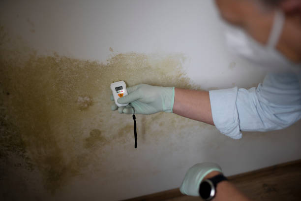 Best Crawl Space Mold Removal  in Manly, IA