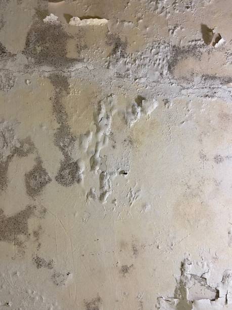Best Commercial Mold Removal  in Manly, IA