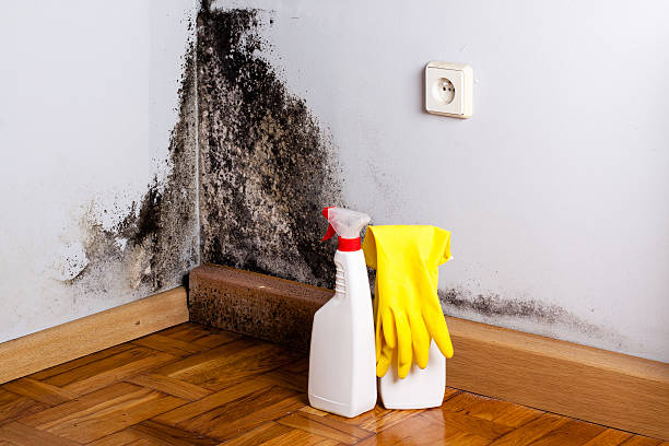 Best Certified Mold Removal  in Manly, IA