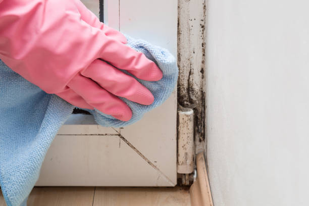 Best Crawl Space Mold Removal  in Manly, IA