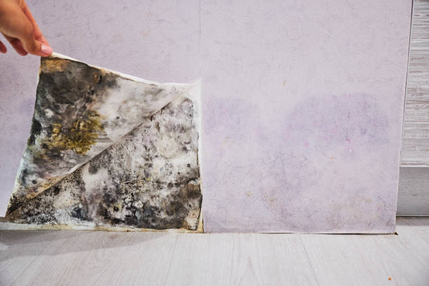Best Mold Testing  in Manly, IA